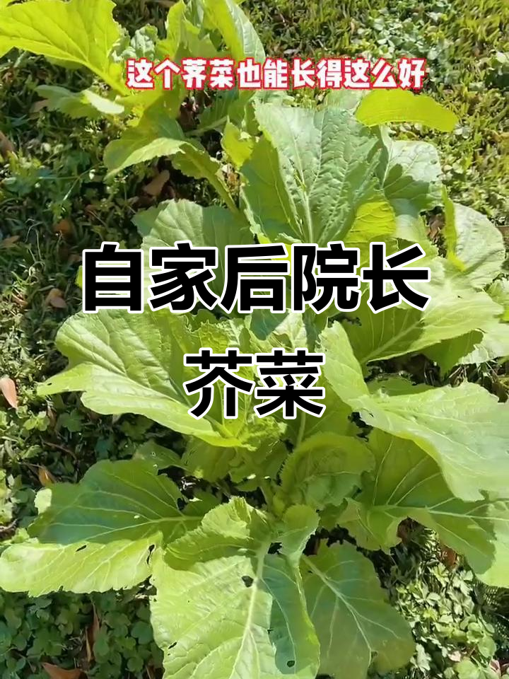 后院草地长出野生芥菜,竟然不用施肥就能长得这么大!