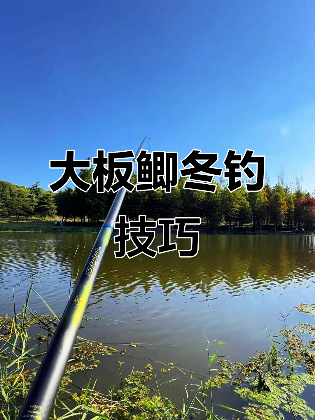 冬季钓鲫必备,大板鲫黑米诱鱼满满