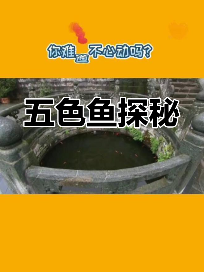 武当山五色锦鲤的神秘传说