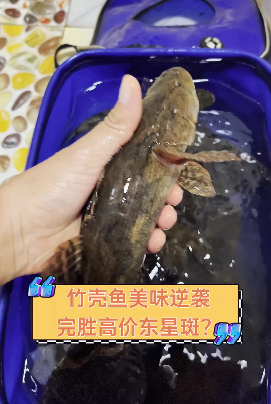 竹壳鱼美味逆袭,完胜高价东星斑?