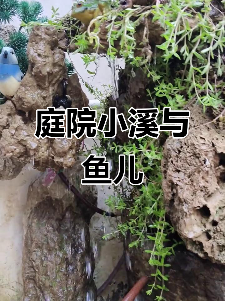 小院假山流水,养鱼带来好运与宁静