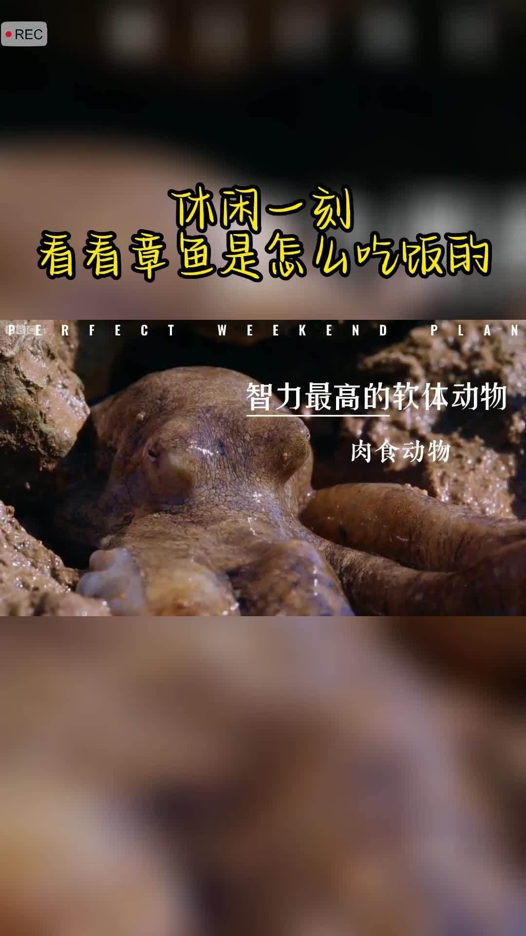 休闲一刻,看看章鱼是怎么吃饭的