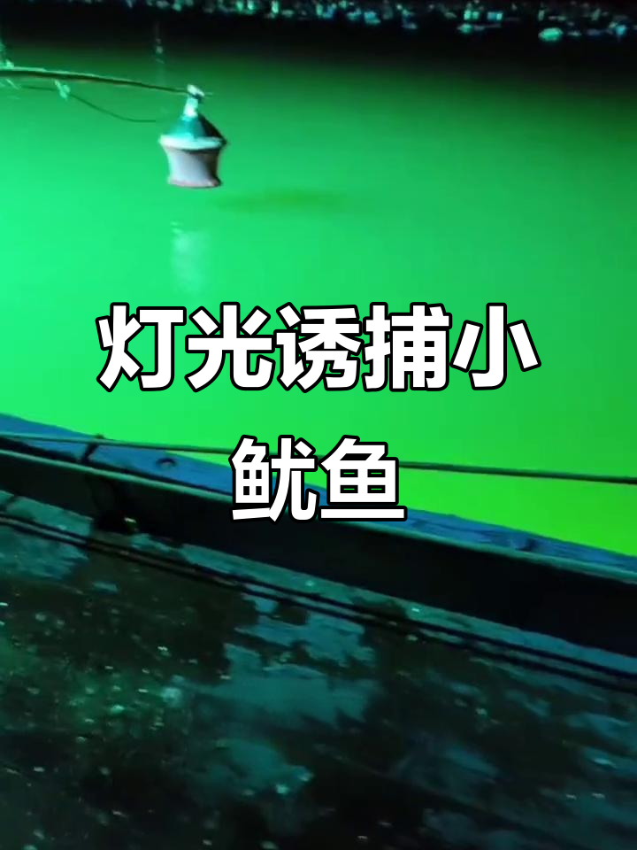 灯照鱿鱼大迁徙,成群结队抢光源