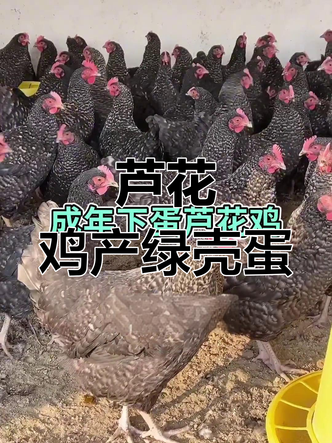 芦花鸡与绿壳蛋:生态散养,助力三农发展