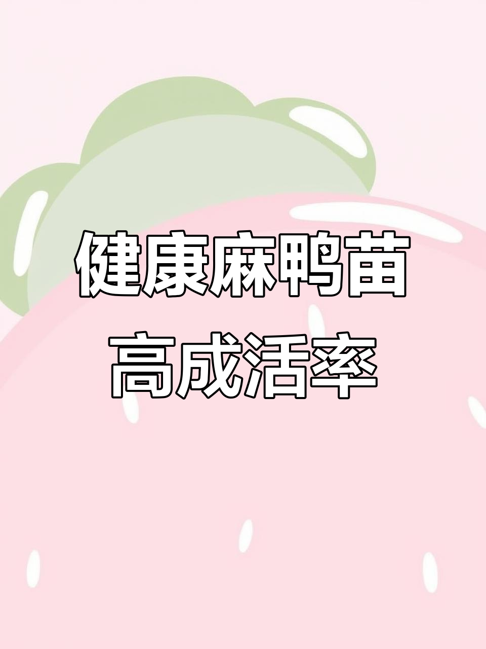 半斤大种麻鸭苗,健康均匀成活率高,疫苗已做,河池客户放心选