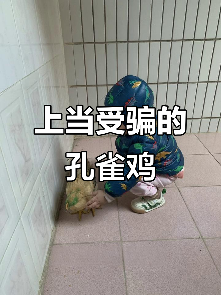 买了孔雀鸡，结果变成了这样！一个月的变化让我气炸了