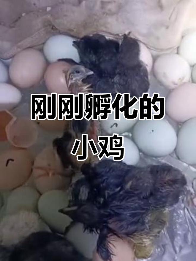 小鸡刚出生,毛茸茸的超级可爱
