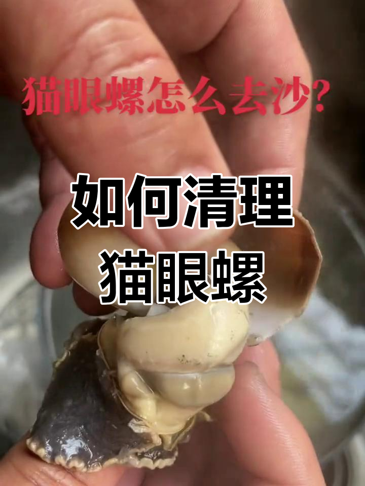 清洗猫眼螺的技巧,轻松去除沙子