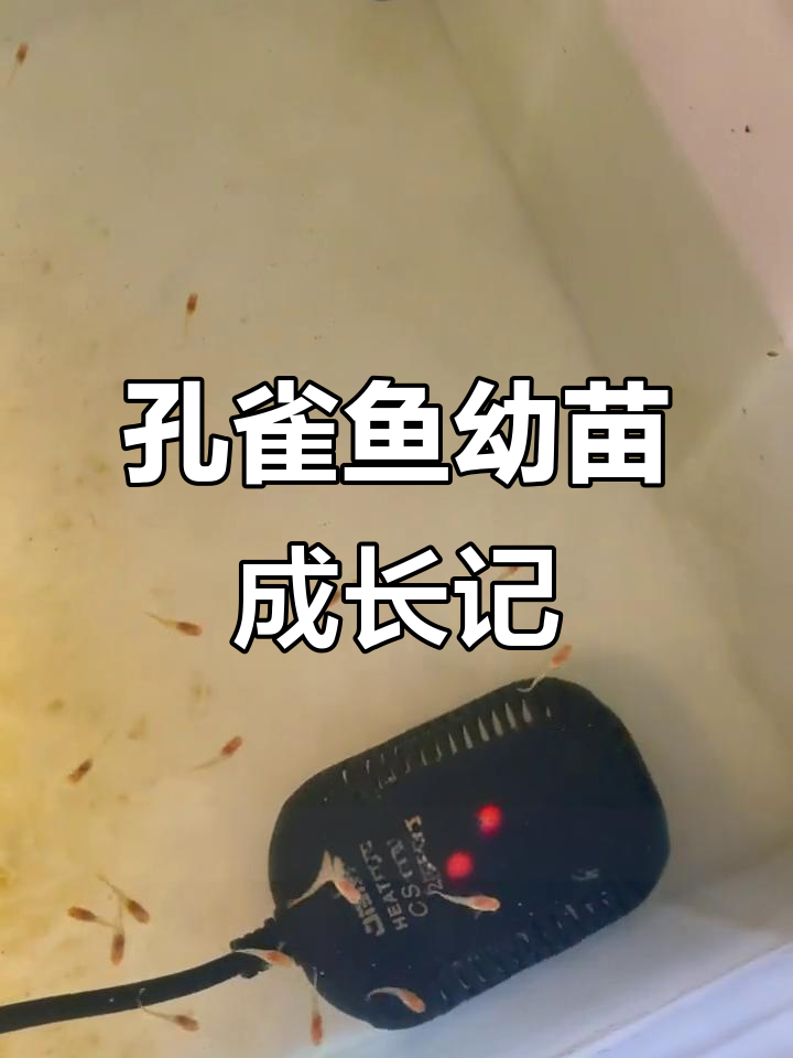 15天孔雀鱼幼苗发色,养殖经验分享