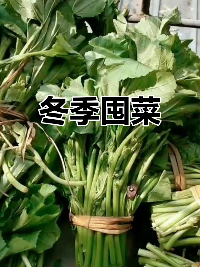 冬天买了一大堆冬寒菜,晒干备用,糖尿病还没好得继续吃
