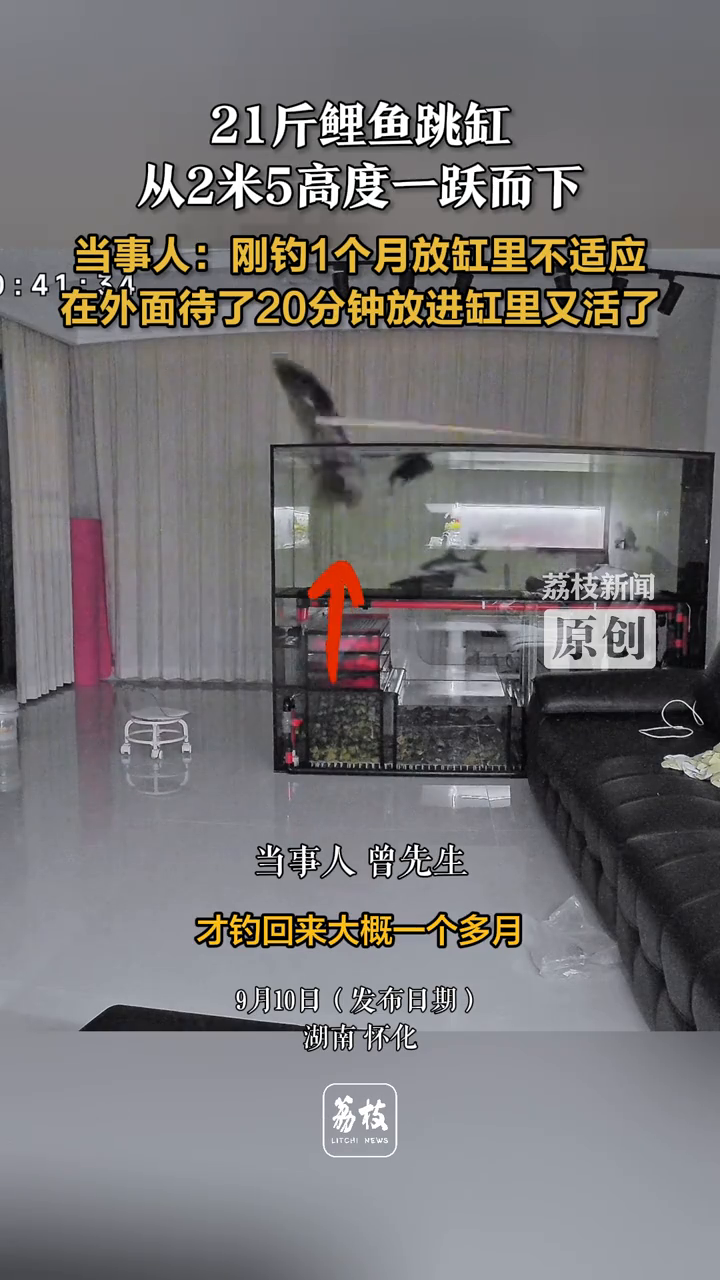 21斤鲤鱼跳缸从2米5高度一跃而下