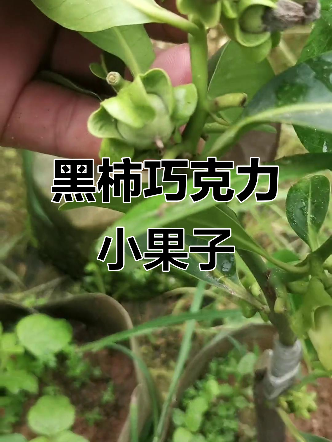 小巧黑柿巧克力布丁果,四季常绿又易结果