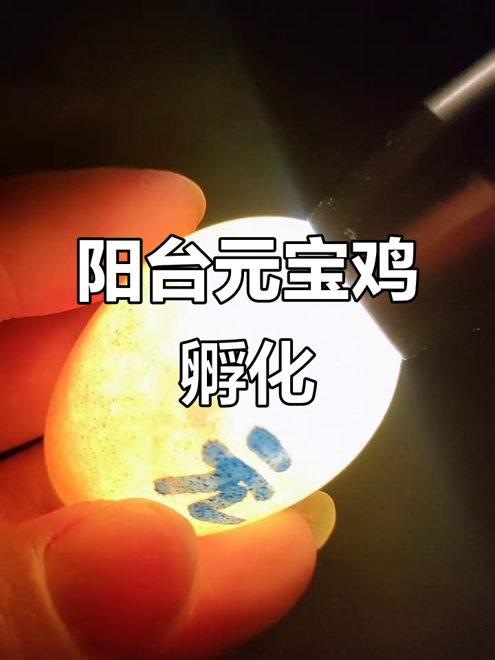 元宝鸡阳台产蛋，4天照见血丝发育良好