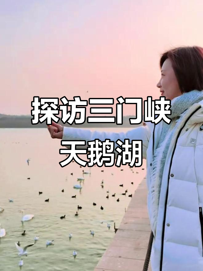 三门峡天鹅湖:喂海鸥、看天鹅,享受冬日美景
