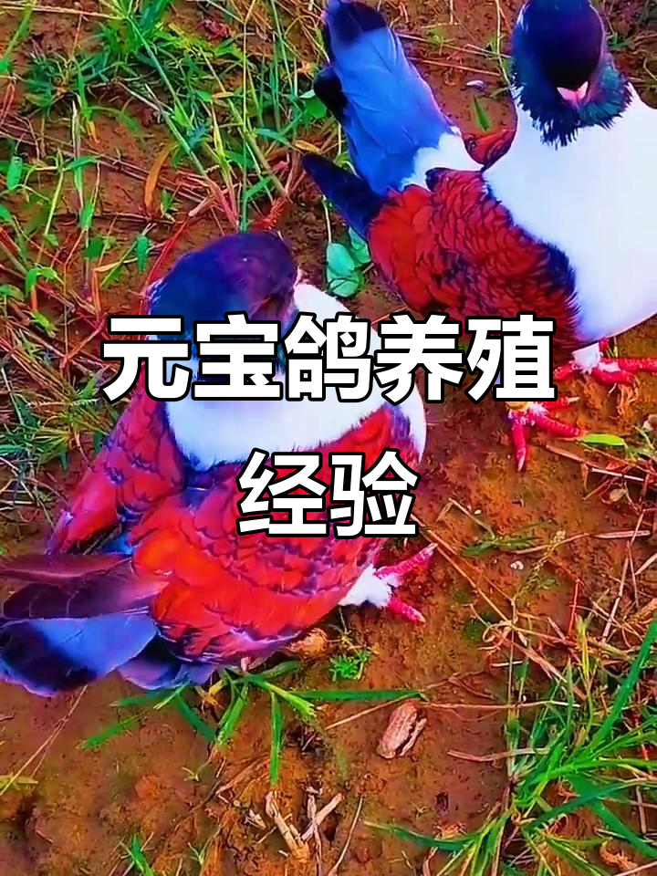 江苏大姐麦田养元宝鸽,半年繁殖一大群,鸽子养殖技巧分享