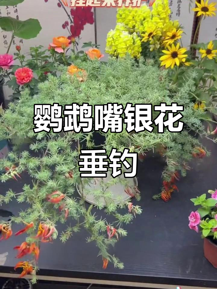 鹦鹉嘴盆栽:银色垂吊花卉,轻松养护开花美