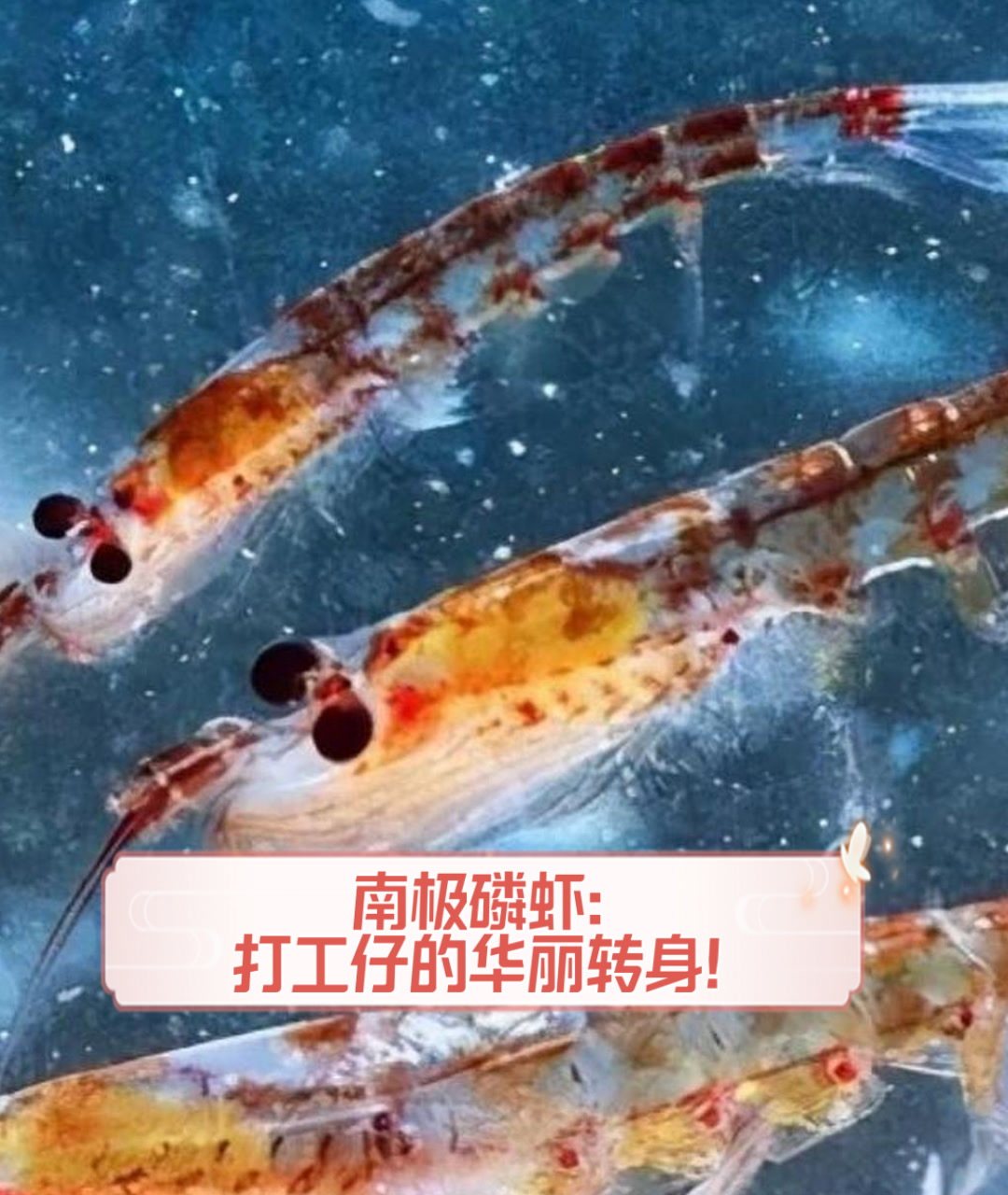 南极磷虾：打工仔的华丽转身！