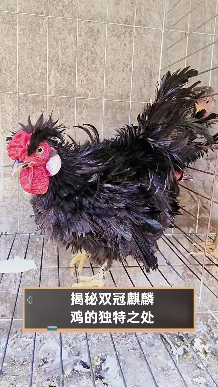 揭秘双冠麒麟鸡的独特之处
