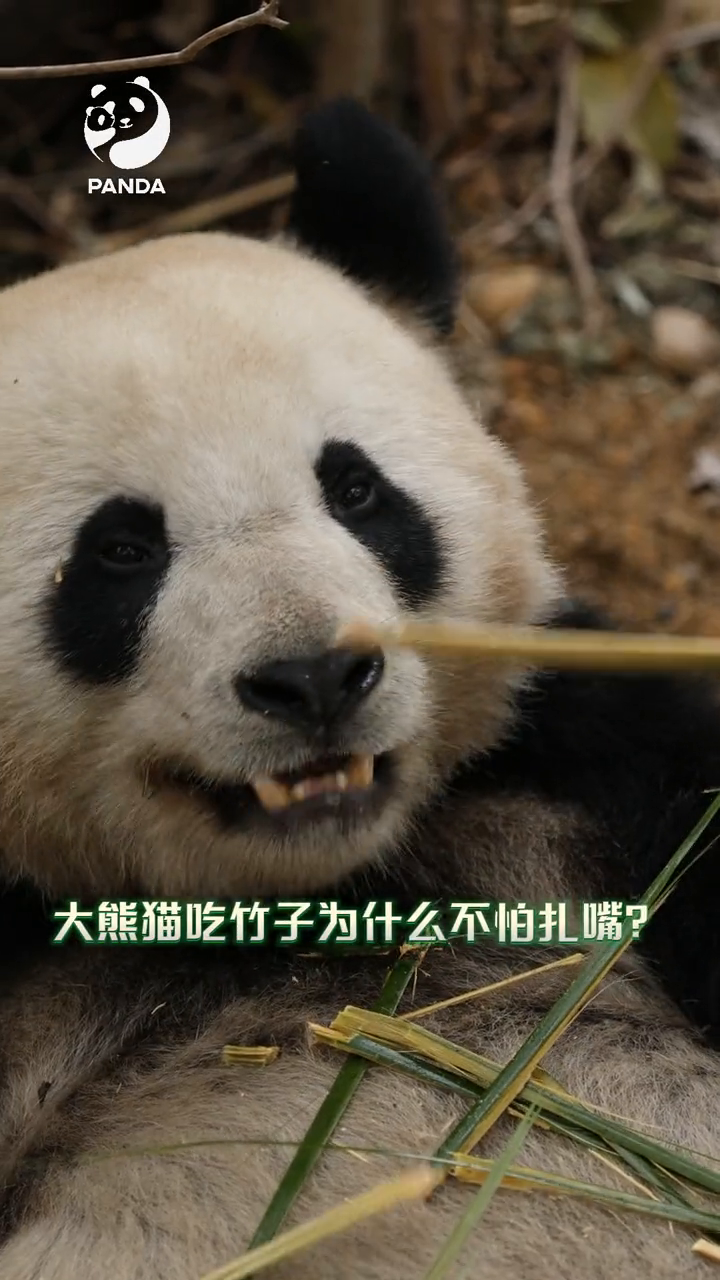 熊猫小知识:大熊猫吃竹子不怕扎嘴