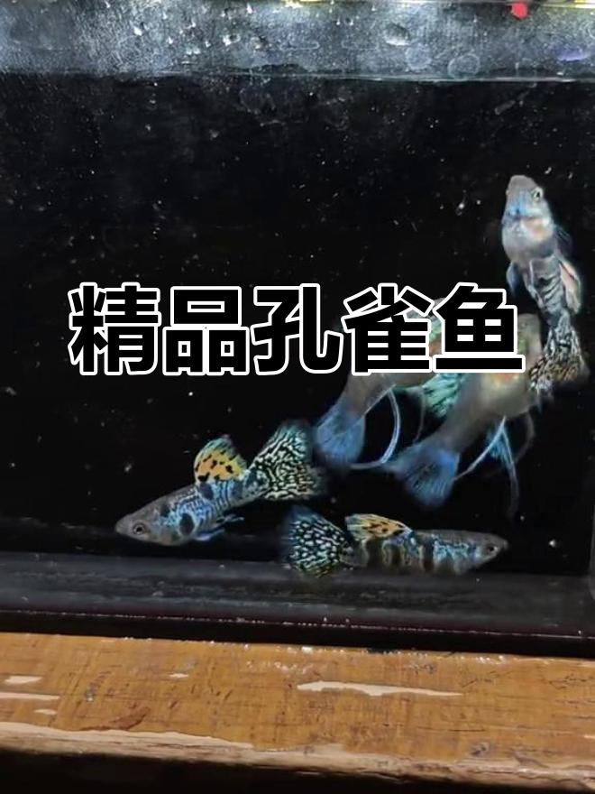 热带观赏鱼推荐:虎斑黄蛇王亚成孔雀鱼