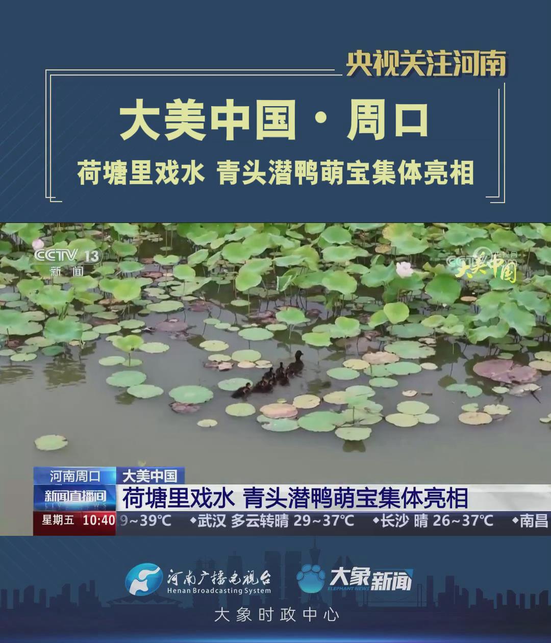 「央视关注河南周口」荷塘里戏水 青头潜鸭萌宝集体亮相
