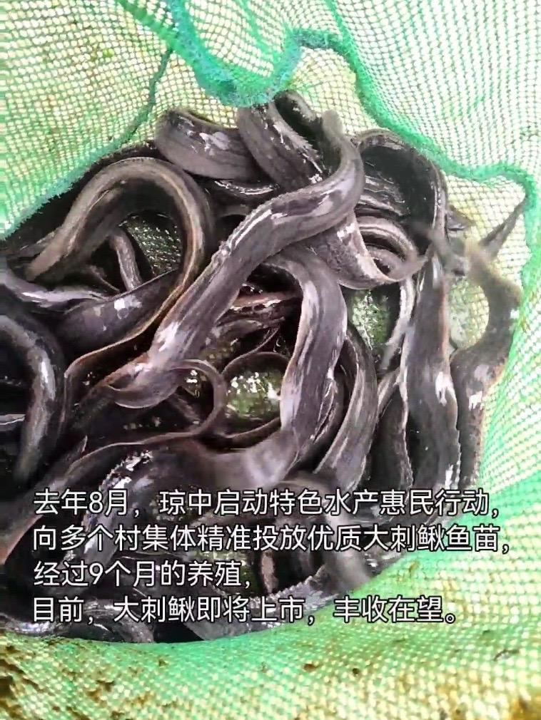 琼中引优质山泉水养殖生态鱼，走出了一条绿色致富路。去年8月，琼中向多个村集体精准投放优质大