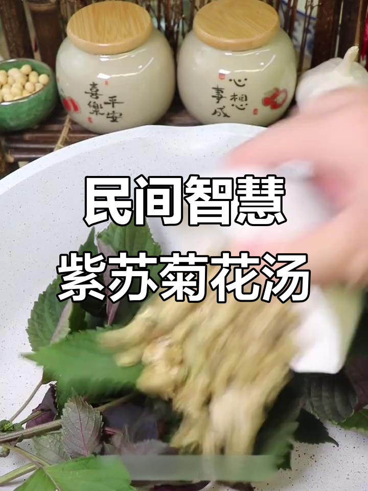 88岁老前辈传授的紫苏菊花汤,解决家庭大问题