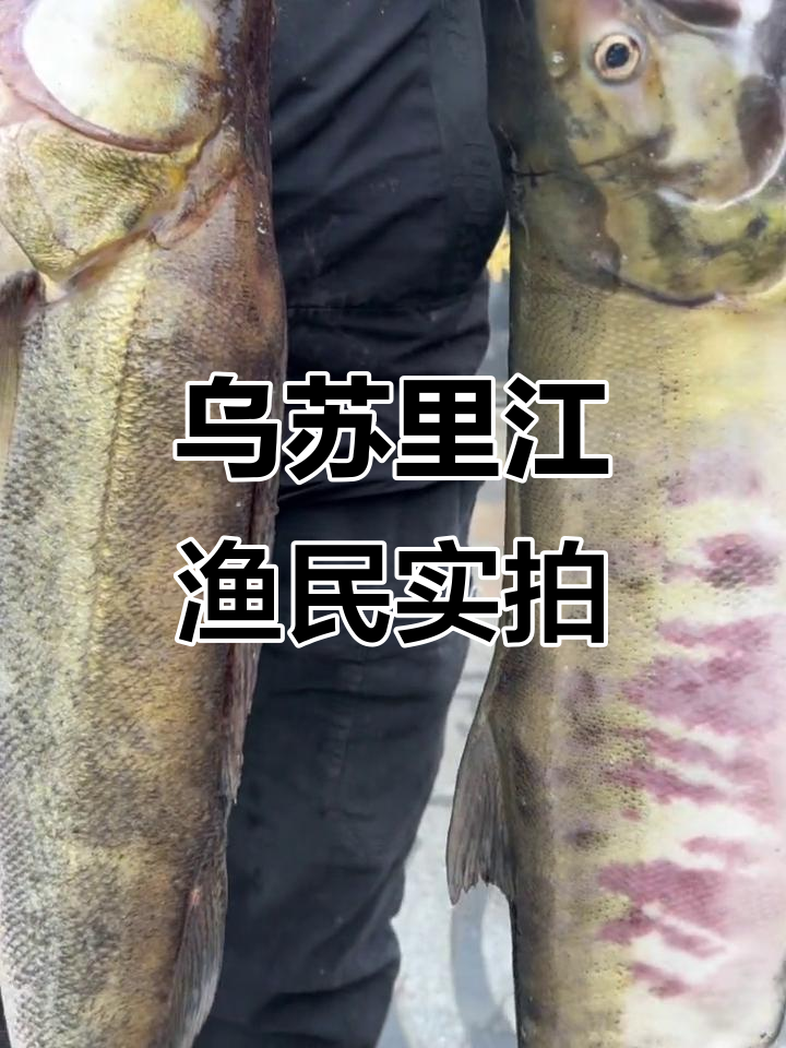 乌苏里江捕捞大马哈鱼,铜锣鱼罕见七斤半!