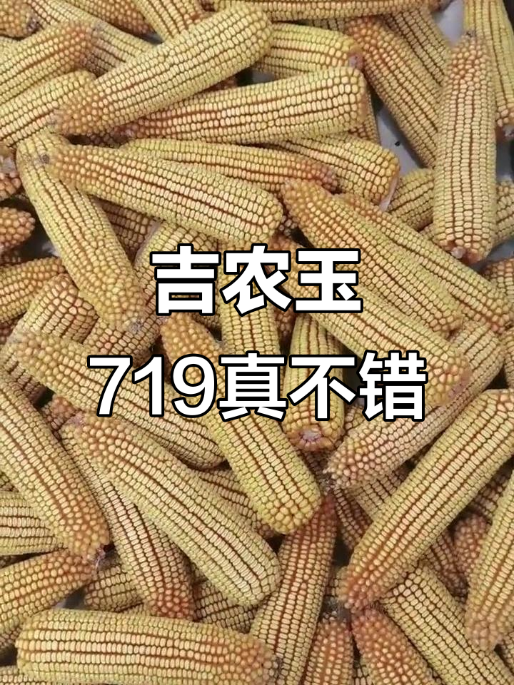 吉农玉719玉米,棒大行多抗性强,今年表现超乎想象
