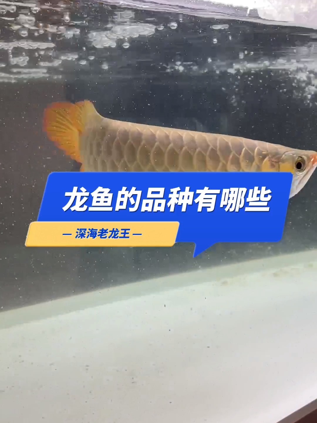 龙鱼的品种你都知道吗?