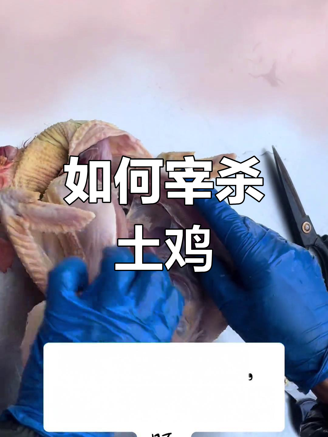 农村散养土鸡处理全攻略,教你如何轻松杀鸡并清理内脏