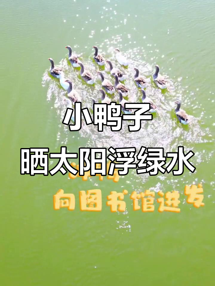 校园小鸭戏水，抬头嘎嘎叫，阳光下的可爱瞬间