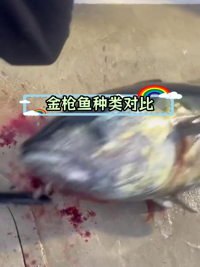蓝鳍金枪与黄鳍金枪的区别解析