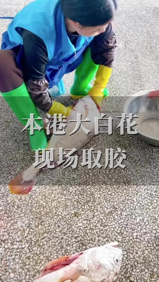 本港大白花取胶