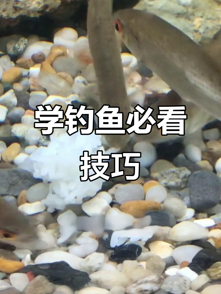 钓鱼大师们都在用的技巧,你掌握了吗?