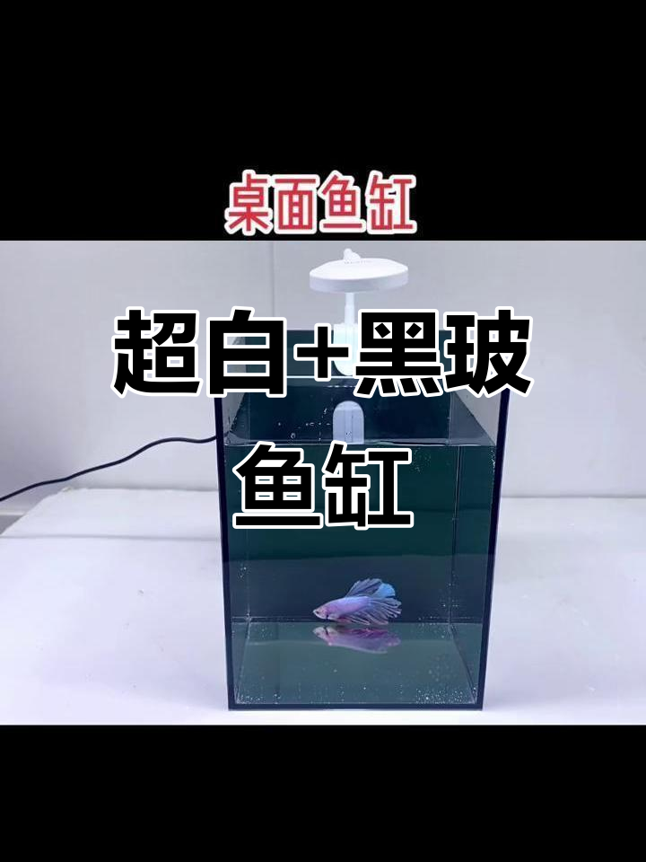 15*15桌面鱼缸，超白玻璃与黑玻搭配，酷感十足！