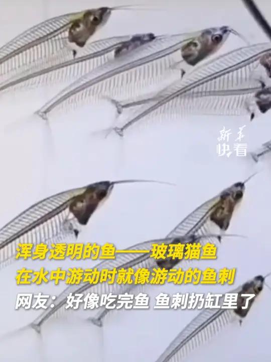 浑身透明的鱼——玻璃猫鱼,在水中游动时就像游动的鱼刺,网友:好像吃完鱼,鱼刺扔缸里了