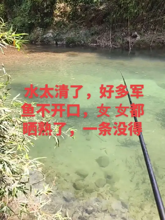 军鱼好多不开口,白条都不开口