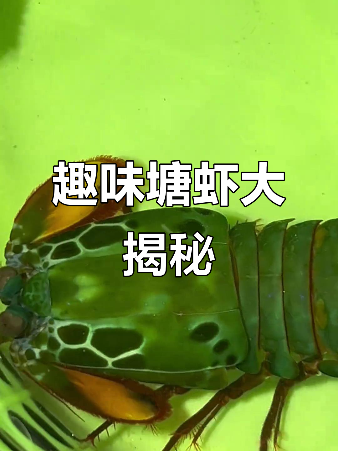 雀尾螳螂虾与蝉型齿指虾蛄：颜值爆表，赶海必备！