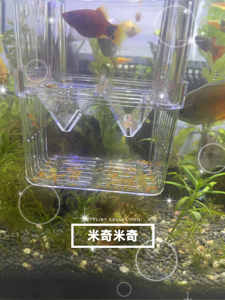 米奇鱼妈妈顺利生产啦!