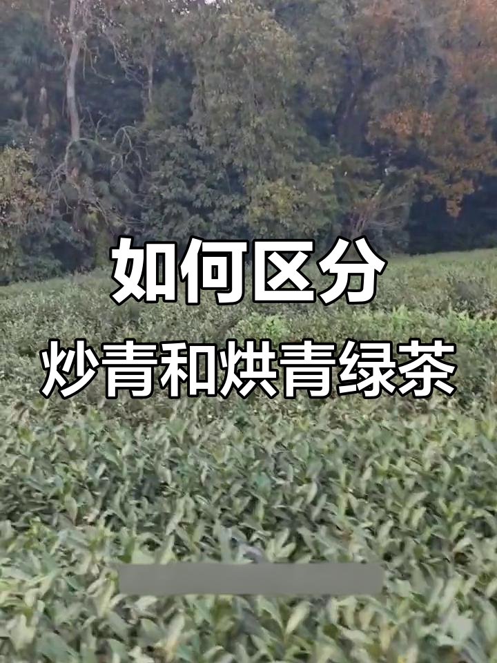 草青与烘青绿茶的区别,如何分辨?