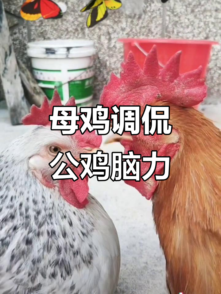 公鸡脑子不好使,母鸡试了一下结果真让人笑喷了!