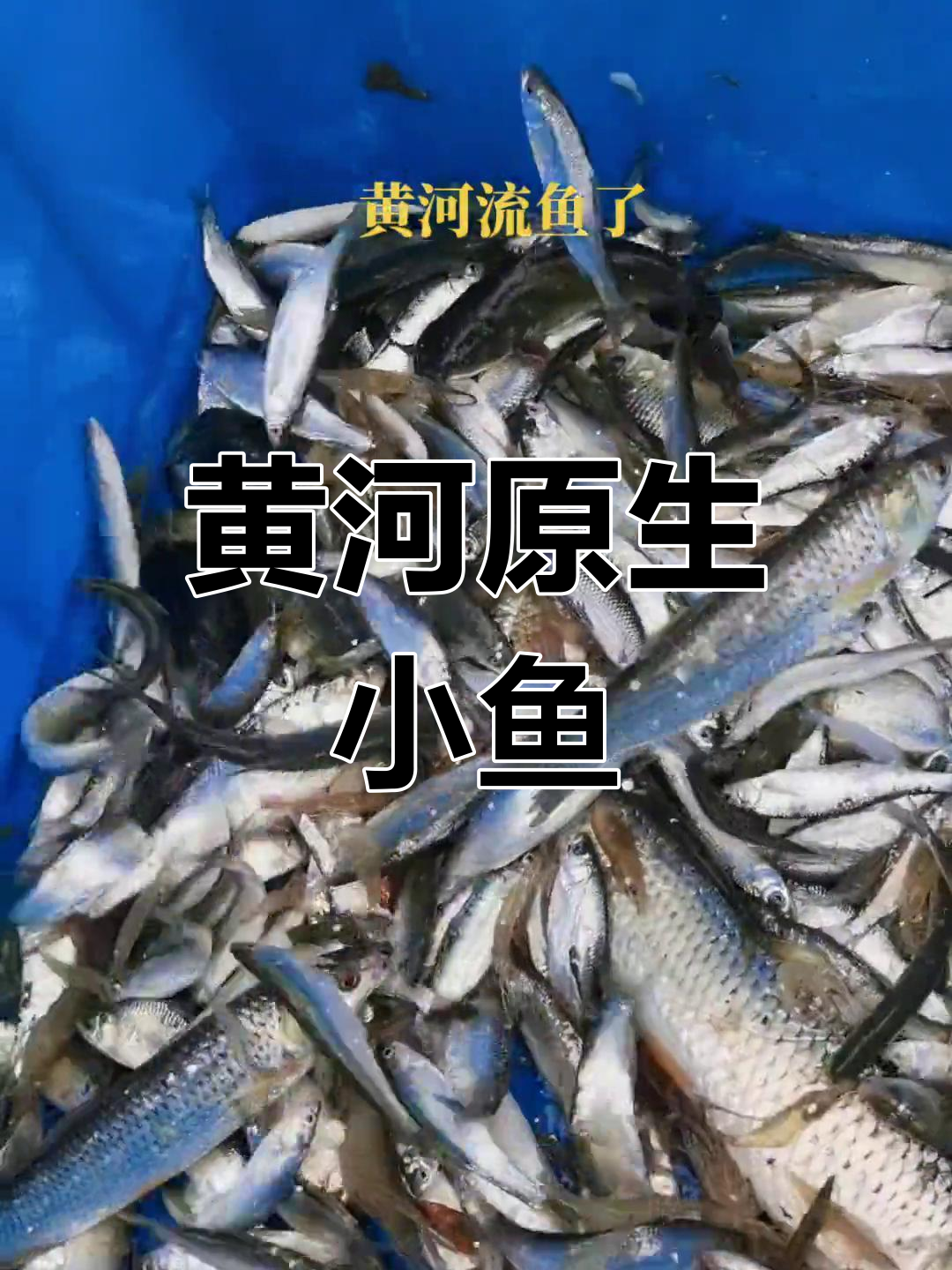 黄河野生小杂鱼,浪里白条与红眼蚂螂