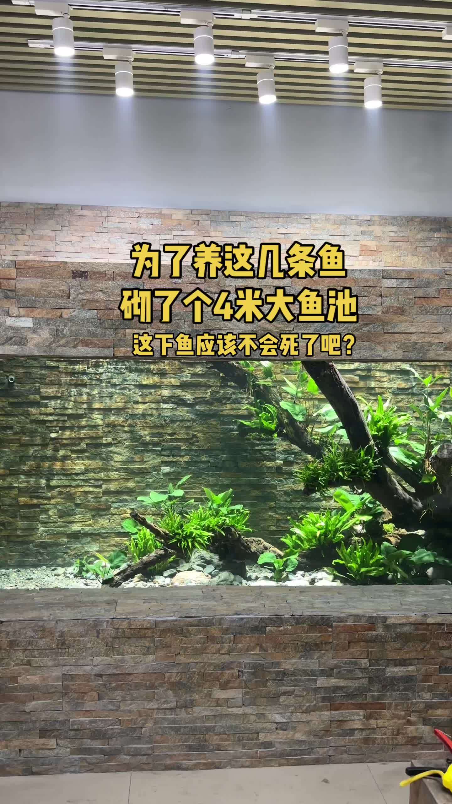 为了养这几条鱼,给他们砌了个大鱼池!养鱼 溪流缸 养鱼人 鱼缸里的大自然