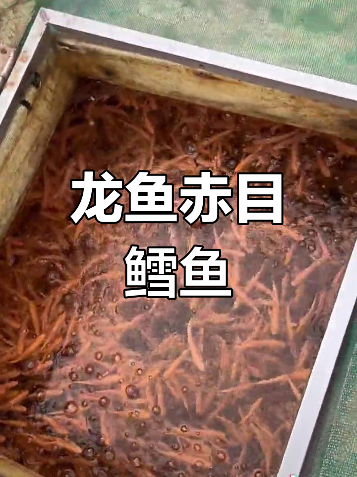 白子招财龙鱼苗与红眼鳕鱼苗