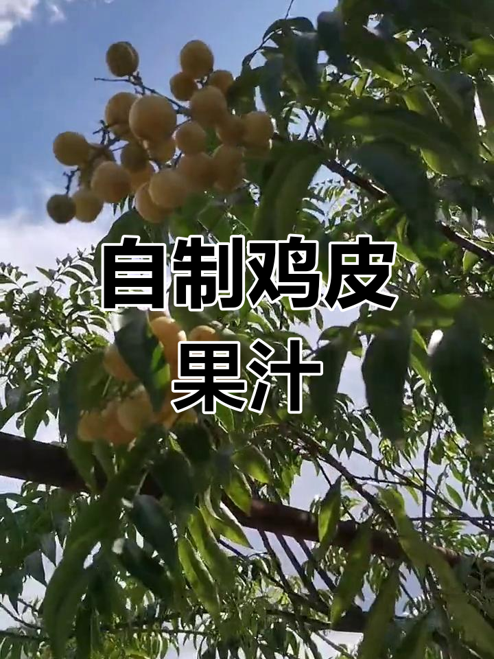 鸡皮果丰收,酸甜可口解暑饮品制作