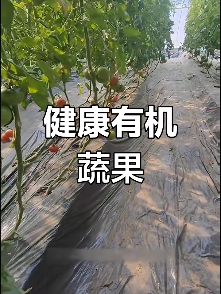 密云净鲜园:绿色蔬菜大棚种植