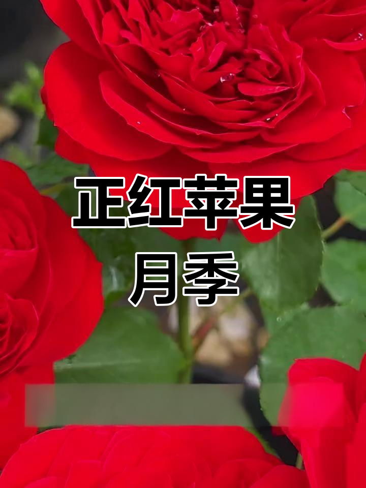 红苹果月季:正红色、层次感强,灌木品种全解析