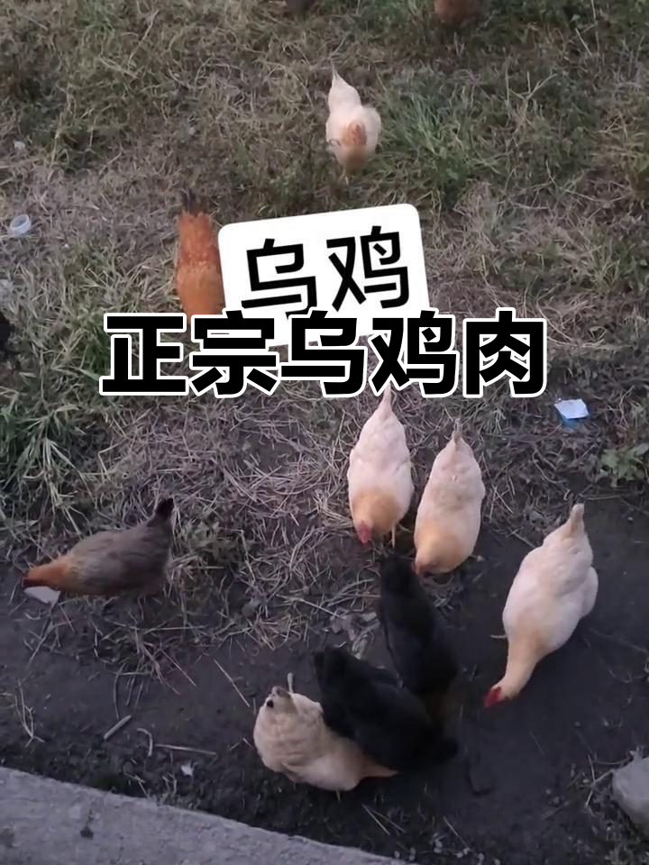 明天有乌鸡,老母仔公任选,土味十足!