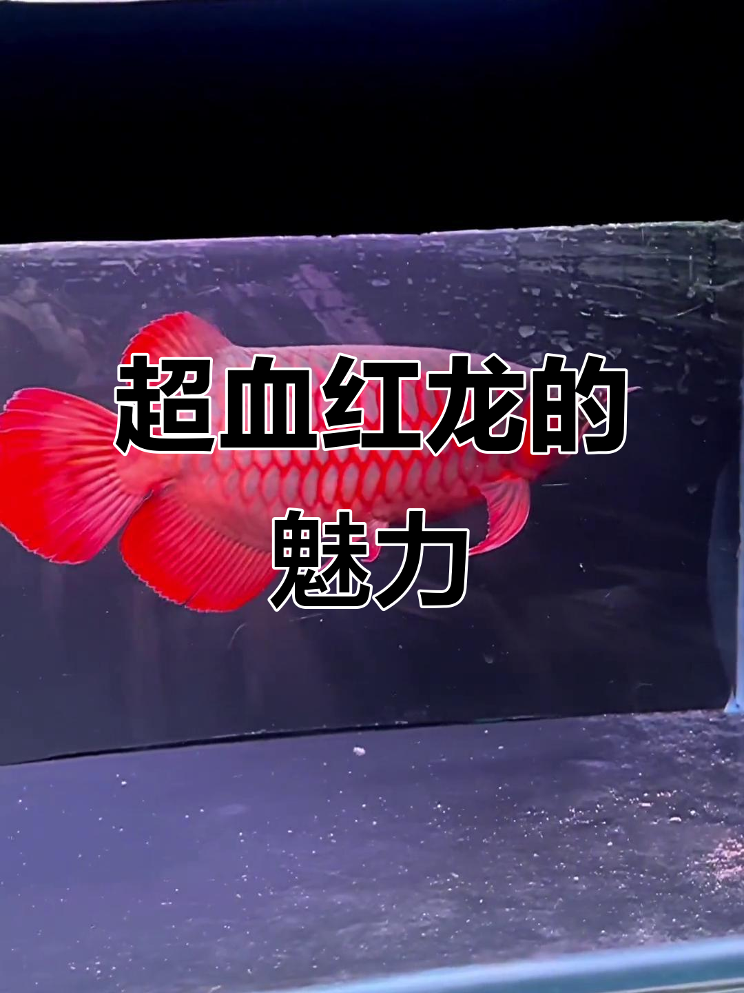稀有红龙现身,汤勺头与超大尾巴惊艳登场